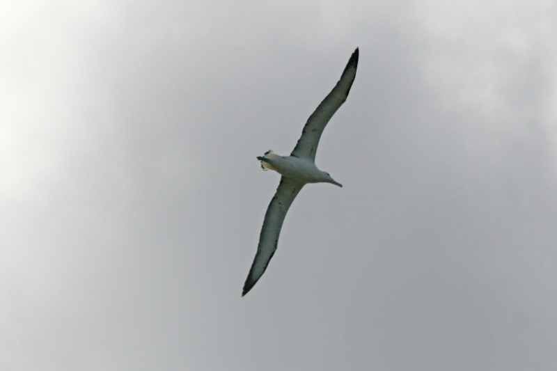 Nieuw-Zeeland 2011 - 1954